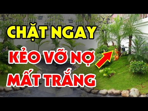 5 Loai Cay Du Thich Den May Cung Cam Trong Trong Nha Keo Tan Gia Bai San Tien Bac Doi Non Ra Di Lăng mộ đá, Mộ đá Ninh Bình