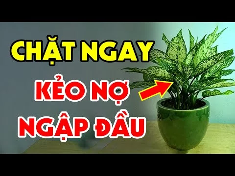 [Lăng Mộ đá] 9 Loại Cây Dù Thích Đến Mấy Cũng Cấm Trồng Trong Nhà Kẻo Cả Nhà Đau Ốm, Tiền Bạc Đội Nón Ra Đi - Đá Mỹ Nghệ Quang Trung Ninh Bình