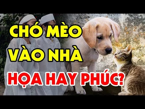 [Lăng Mộ đá] MÈO, CHÓ VÀO NHÀ Thì Con Nào Xui, Con Nào Lành? Xem Ngay Để Biết Quan Niệm Sai Lầm Từ Trước Đến Nay - Đá Mỹ Nghệ Quang Trung Ninh Bình
